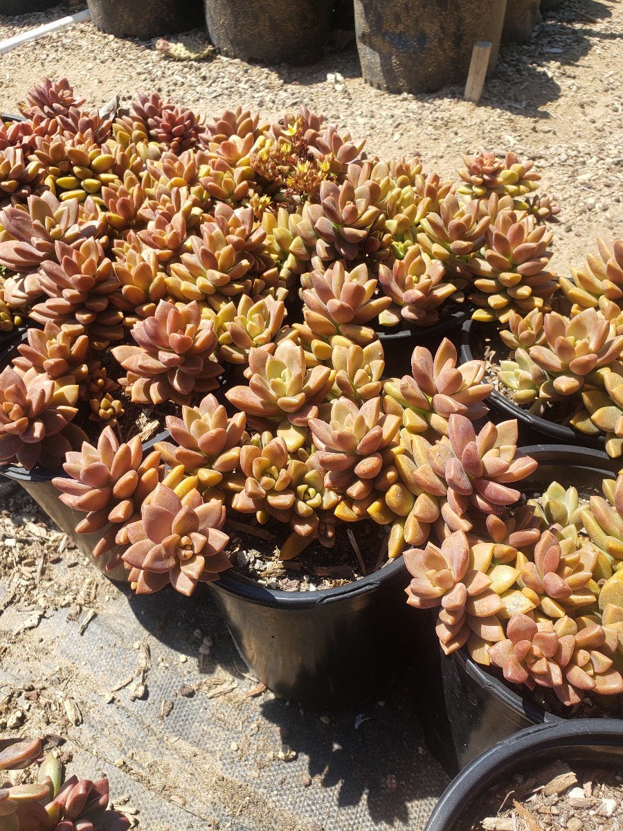Photo for Graptosedum 'Vera Higgins' (Vera Higgins Sedum)