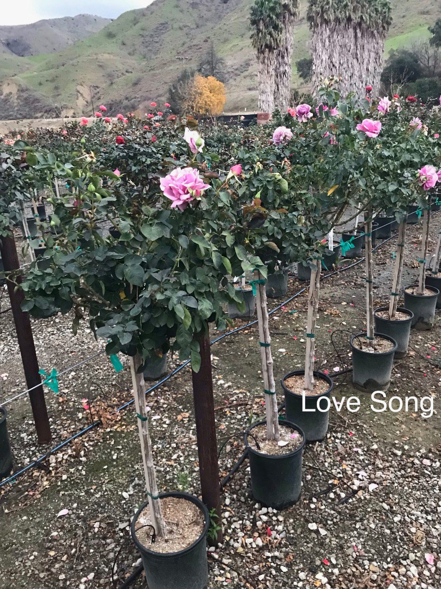 Photo for Rosa 'Love Song' (Patio Tree) (Love Song Rose)