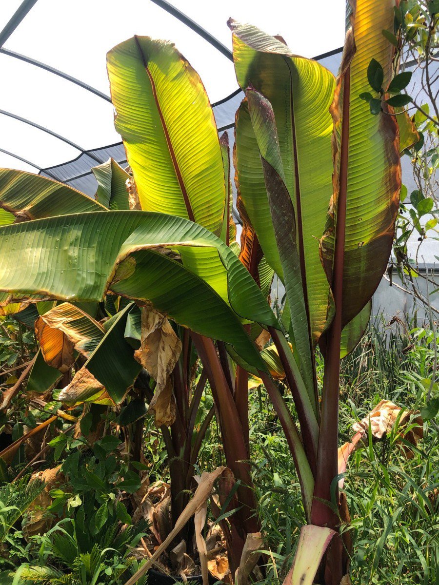 Photo for Musa Basjoo (Hardy Banana)
