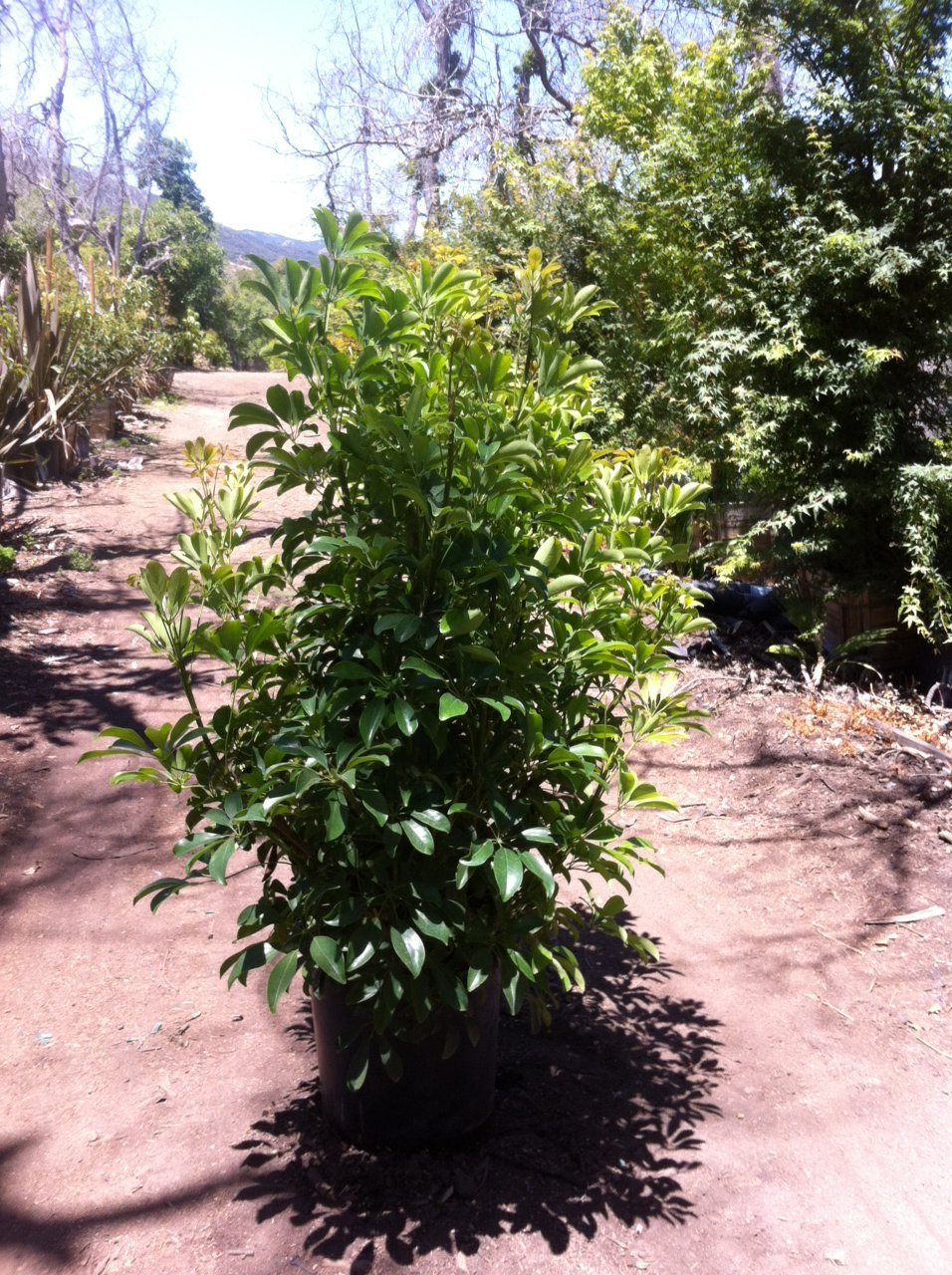 Photo for Schefflera arbicola (Umbrella Plant)