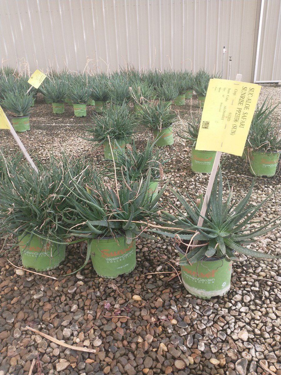 Photo for Aloe x 'X5' (Safari Sunrise Aloe)