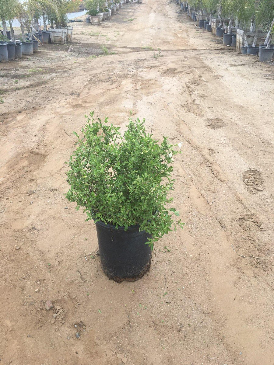 Photo for Salvia greggii 'Navajo White' (Navajo White Sage)