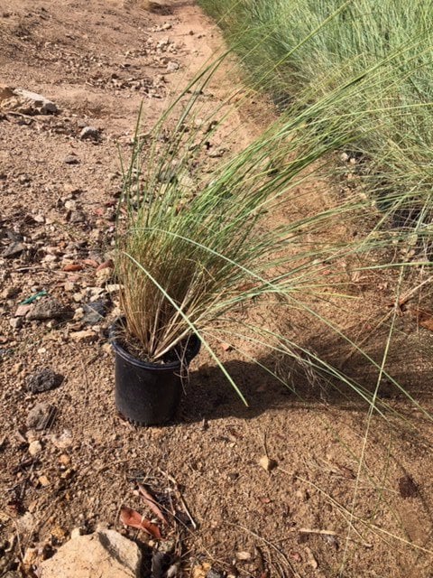 Photo for Festuca californica 'River House Blues' (California Fescue)