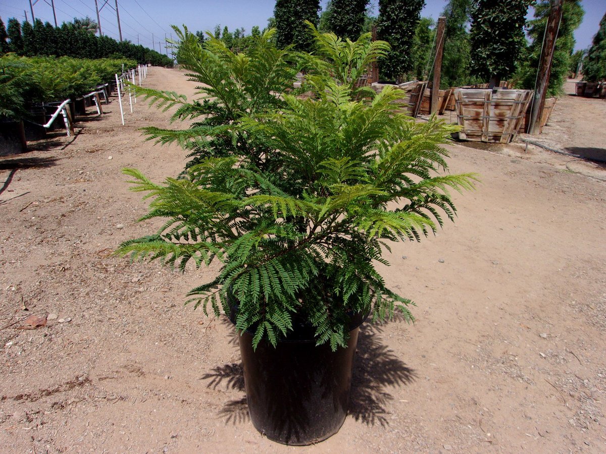 Photo for Jacaranda mimosifolia 'Sakai01'  (Bonsai Blue Jacaranda)