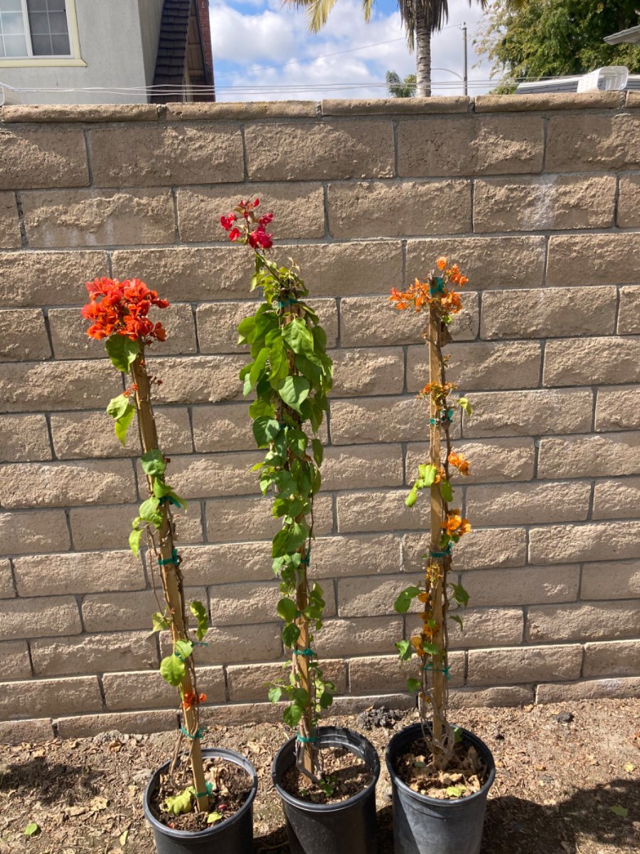 Photo for Bougainvillea 'Orange King' (Orange King Bougainvillea)
