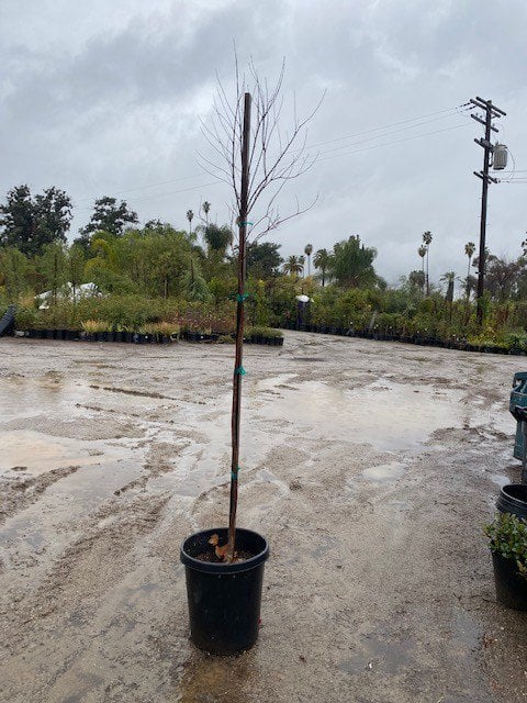 Photo for Chilopsis linearis Art's Seedless (Standard) (Seedless Desert Willow)