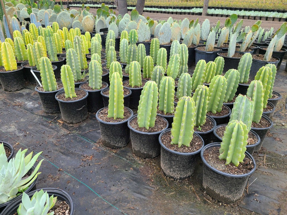 Photo for Cereus repandus (Cereus peruvianus) (Peruvian Apple Cactus)