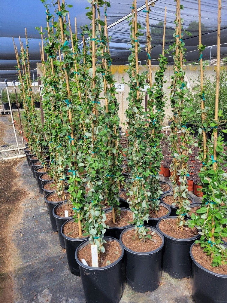 Photo for Lonicera hispidula (California Honeysuckle)