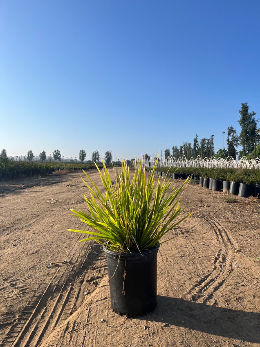 Photo for Lomandra hystrix 'Tropicbelle' (Tropic Belle Mat Rush)