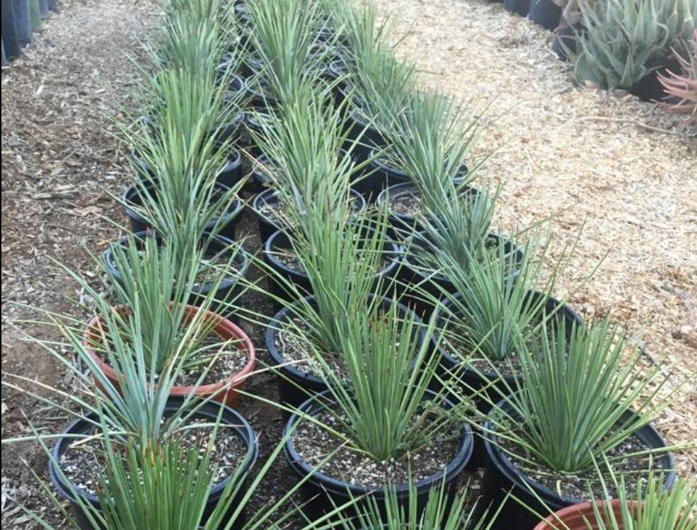 Photo for Agave stricta (Hedgehog Agave)