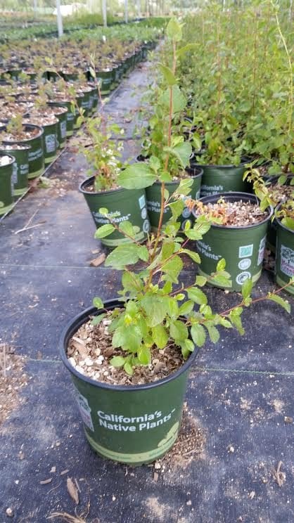 Photo for Ceanothus tomentosus (Woollyleaf Ceanothus)