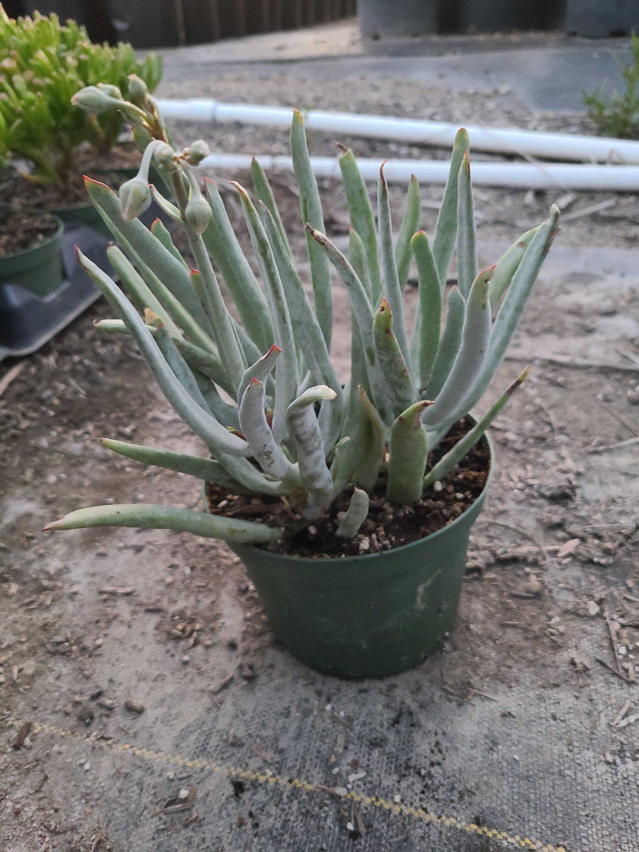 Photo for Cotyledon orbiculata var. oblonga 'Flavida' (Finger Aloe)