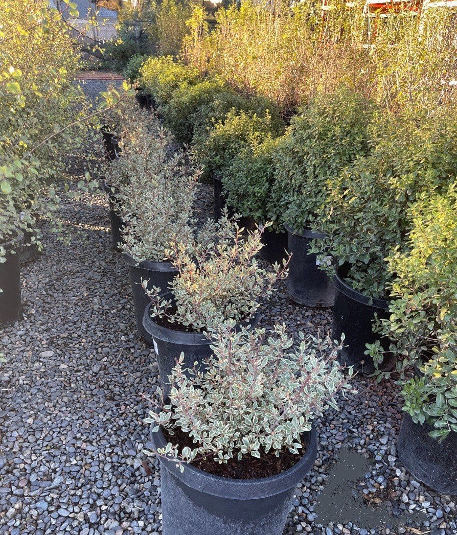 Photo for Rhamnus alaternus 'Variegata' (Variegated Italian Buckthorn)
