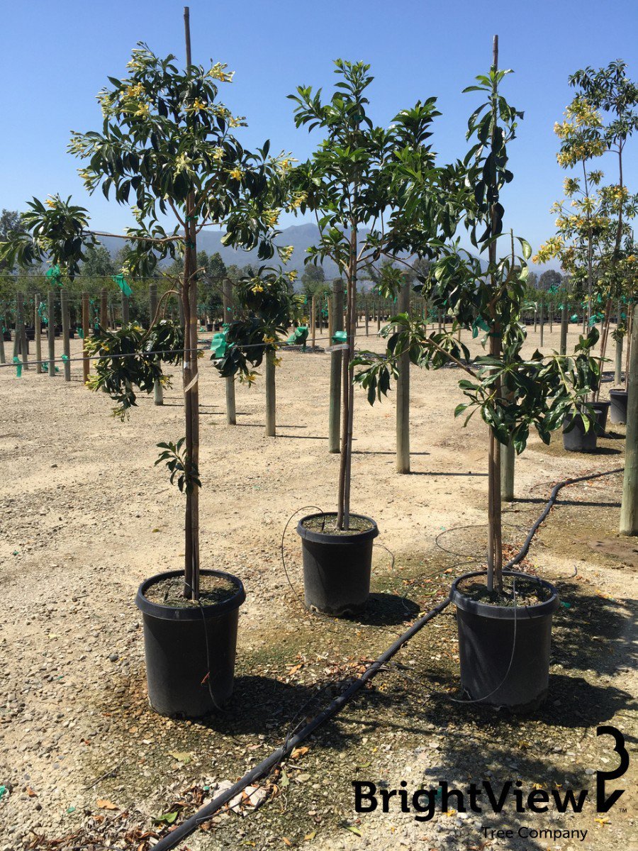 Photo for Hymenospermum flavum (Standard) (Sweetshade)