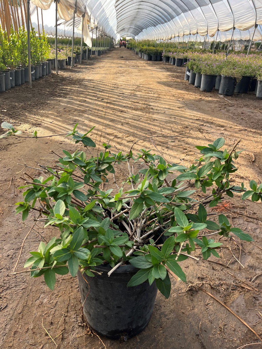 Photo for Lonicera japonica 'Purpurea' (Purple-Leaf Japanese Honeysuckle)