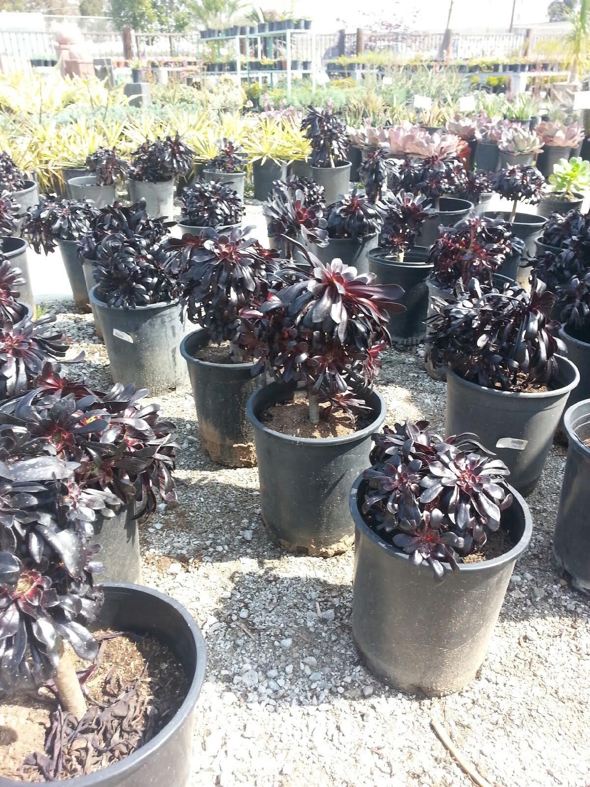 Photo for Aeonium x 'Blackbeard' (Blackbeard Aeonium)