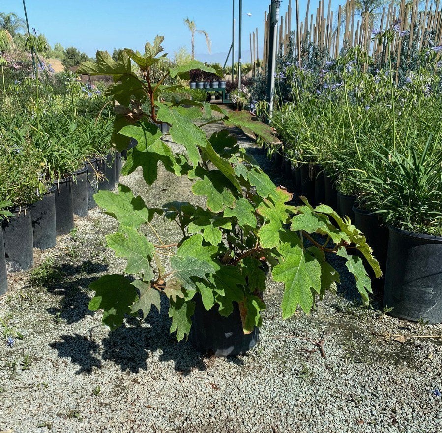 Photo for Hydrangea quercifolia 'Alice' (Alice Hydrangea)