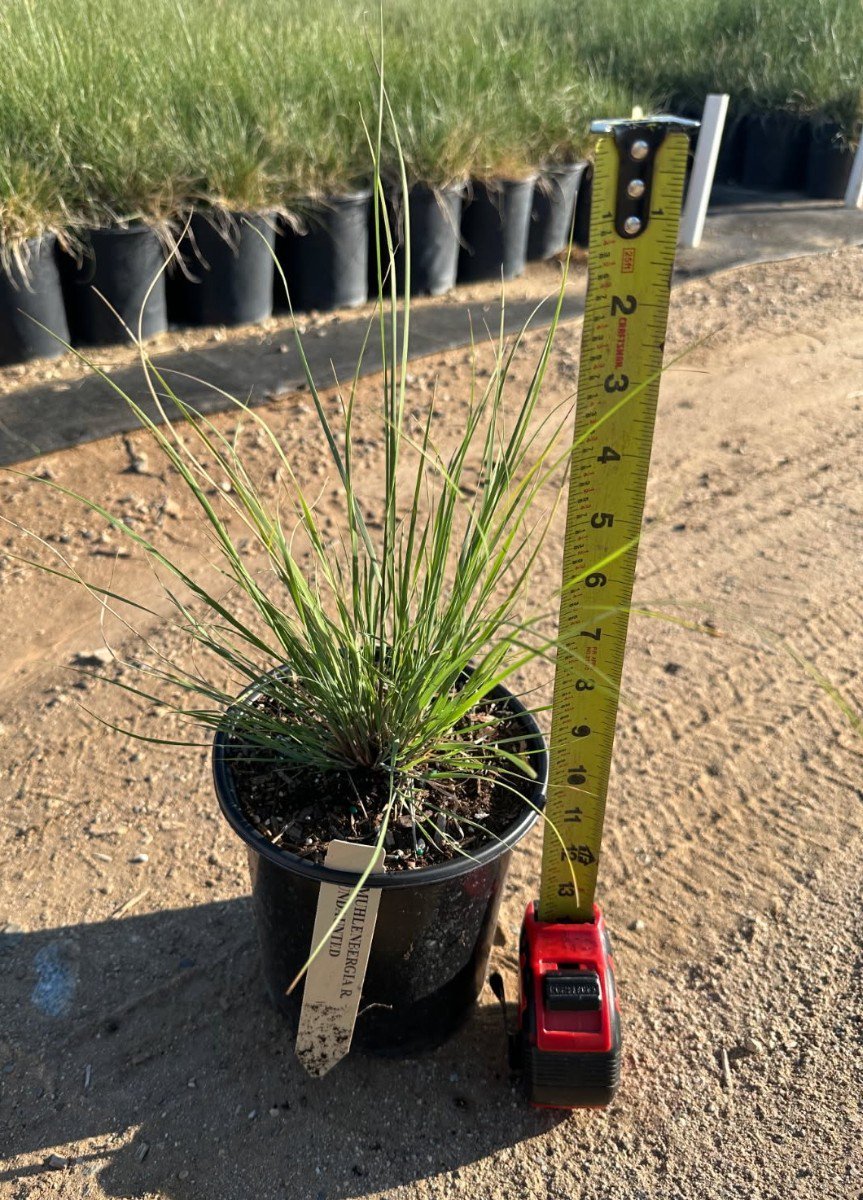 Photo for  Muhlenbergia reverchoni ‘Autumn Embers' (Undaunted Muhly Grass)