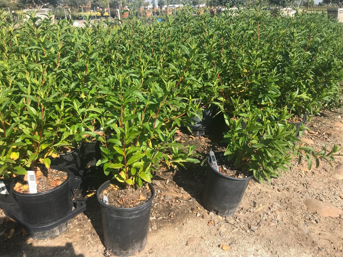 Photo for Cistus ladanifer (Crimson-Spot Rockrose)