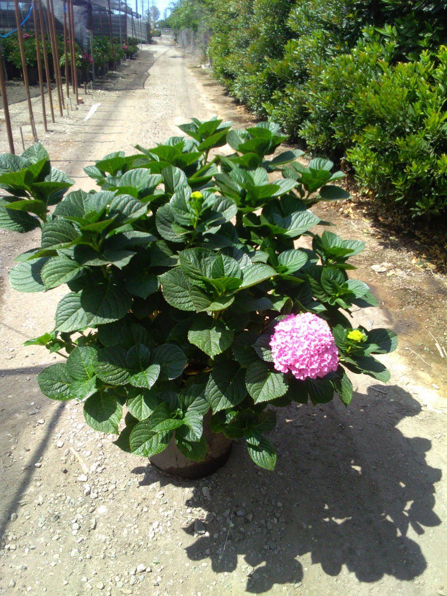 Photo for Hydrangea macrophylla ‘Merritt's Supreme’ (Merritt's Supreme Hydrangea)