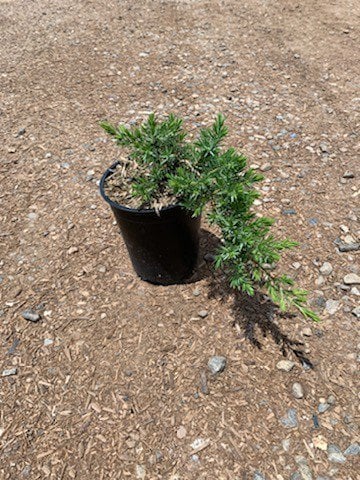 Photo for Juniperus conferta 'Blue Pacific' (Blue Pacific Shore Juniper)