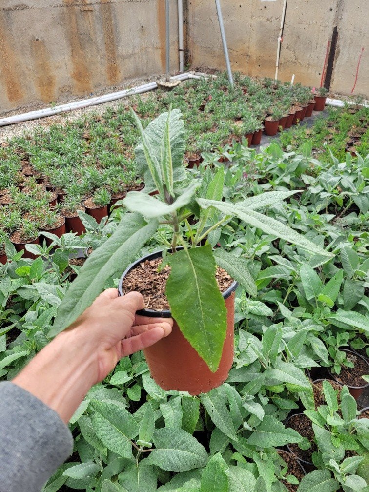 Photo for Lepechinia hastata (Cape Pitcher Sage)