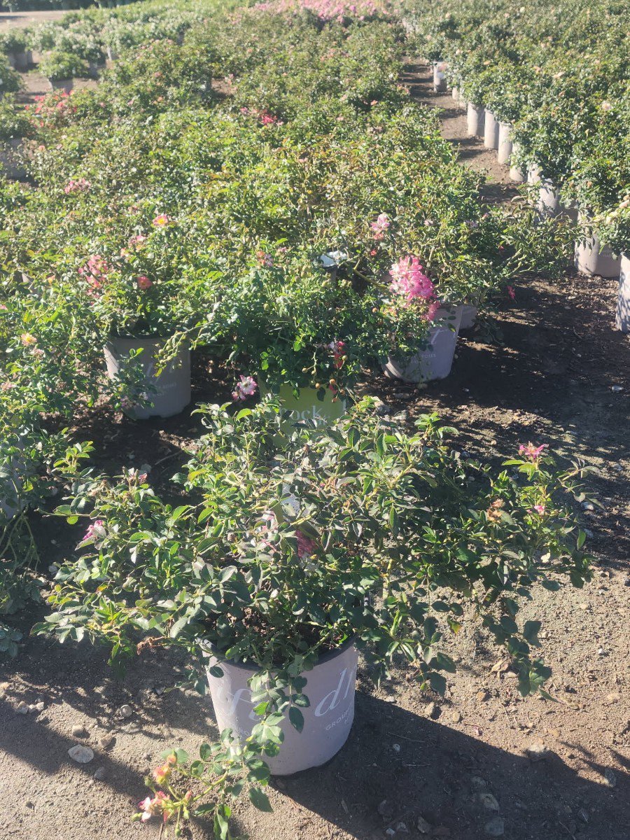 Photo for Rosa ‘Meijocos’ (Pink Drift Rose)