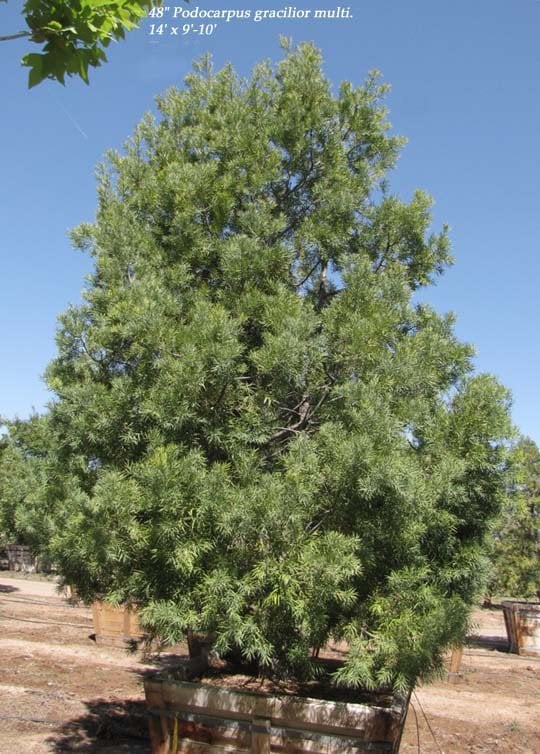Photo for Podocarpus gracilior (Multi) (Fern Pine)