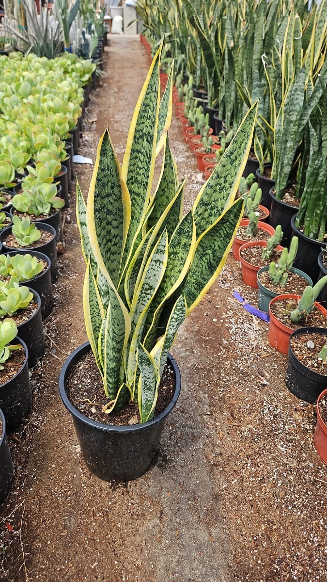 Photo for Sansevieria zeylanica (Snake Plant)