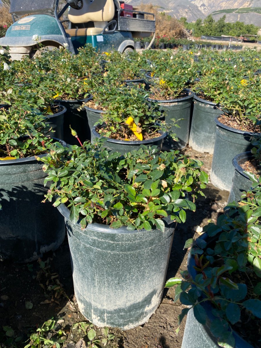 Photo for Rosa x ‘Noaschnee’ Flower Carpet White (Flower Carpet White Groundcover Rose)