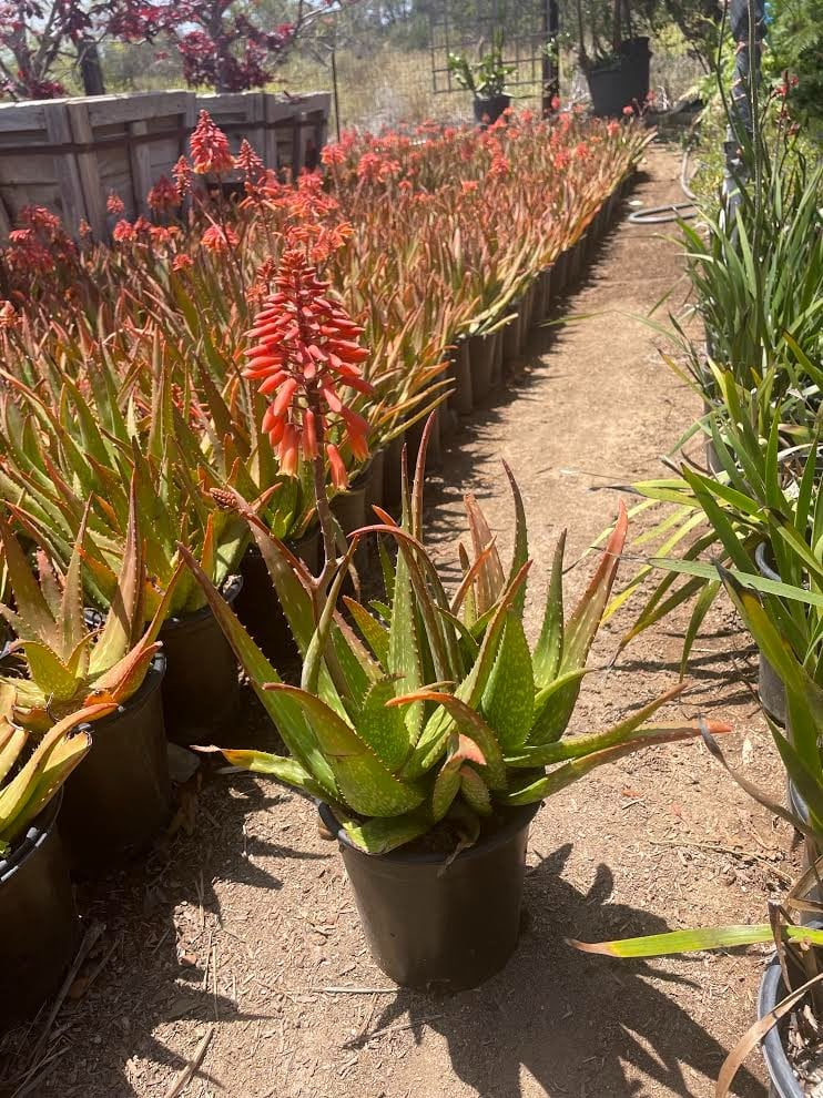 Photo for Aloe rudikoppe (Little Gem Aloe)
