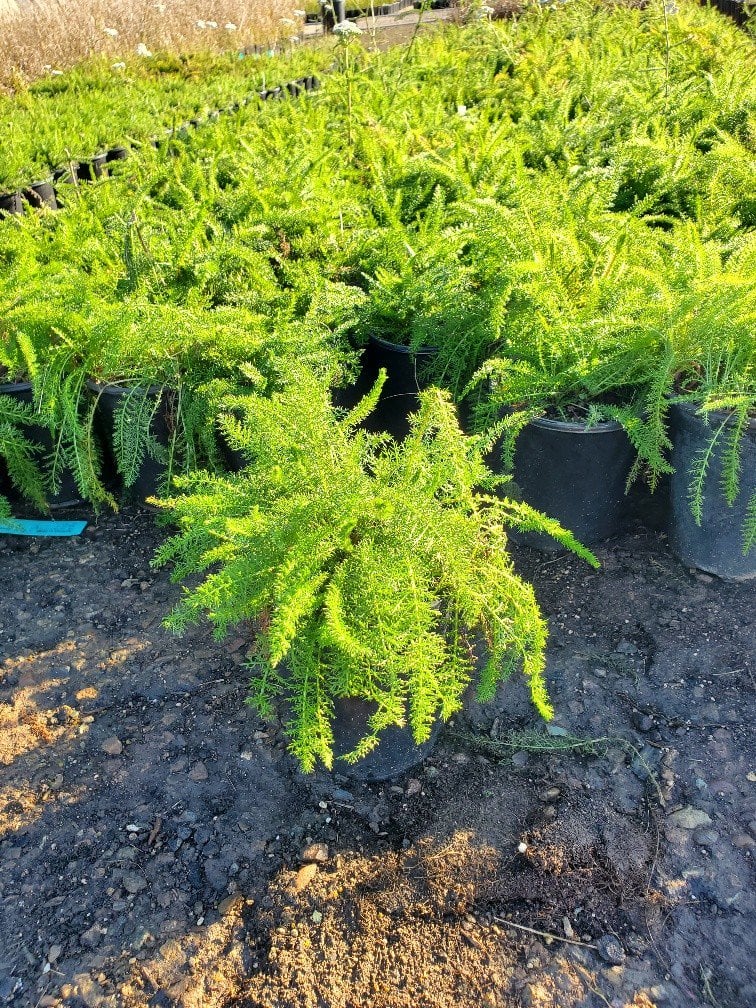 Photo for Achillea millefolium 'Calistoga' (Calistoga Yarrow)