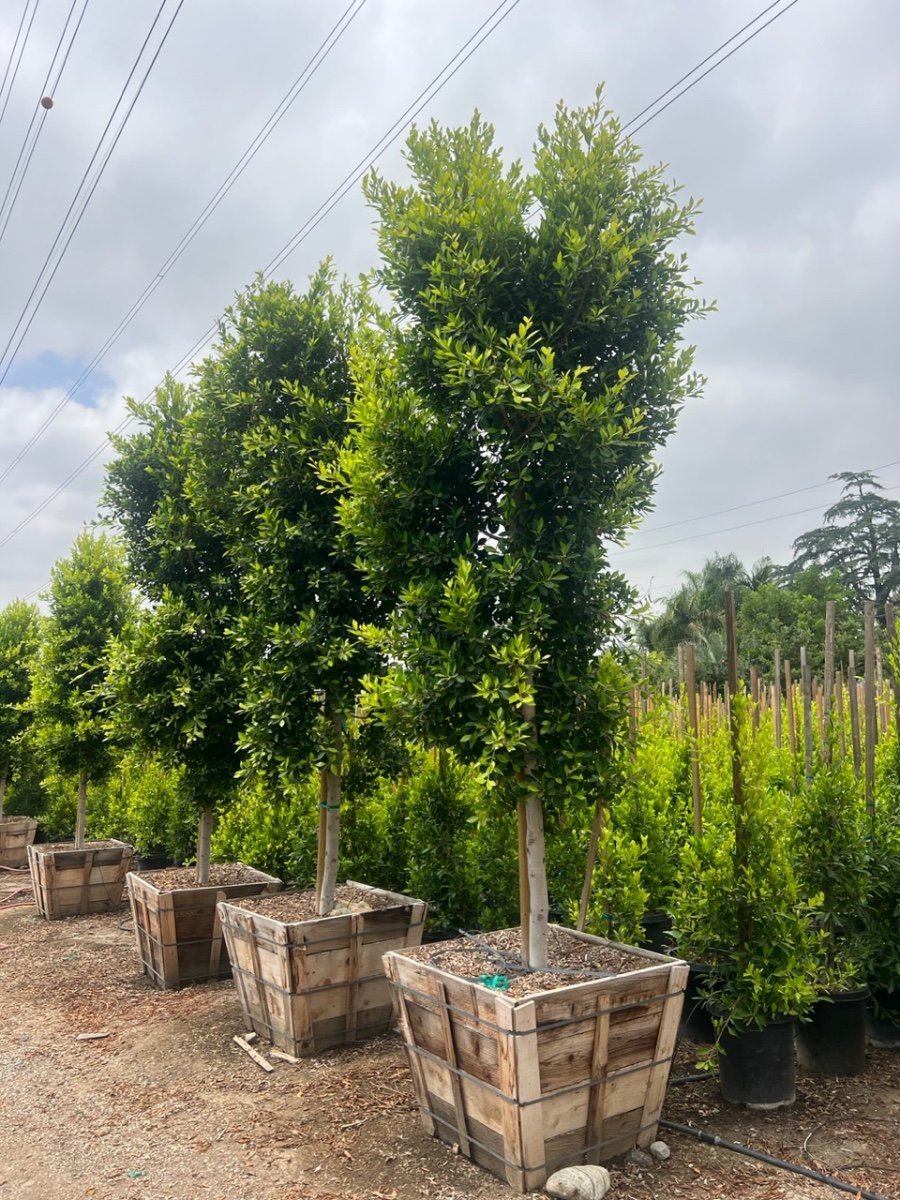 Buy Ficus microcarpa nitida (retusa) - (Standard) (Indian Laurel)