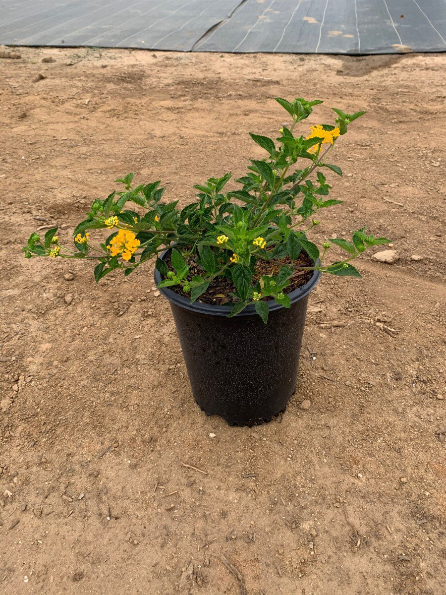Photo for Lantana 'Bandana Yellow' (Bandana Yellow Lantana)