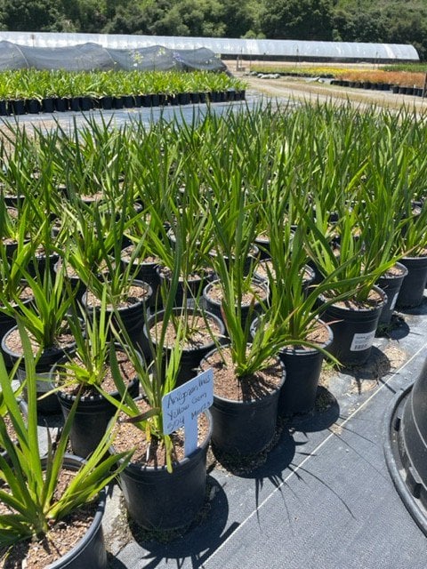 Photo for Anigozanthos 'Gold Velvet' (Kangaroo Paw 'Gold Velvet')