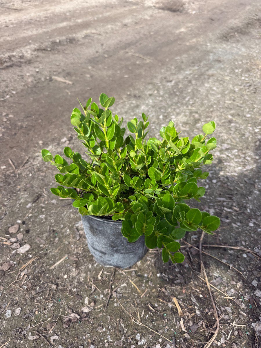 Photo for Carissa macrocarpa 'Emerald Blanket' (Dwarf Natal Plum)