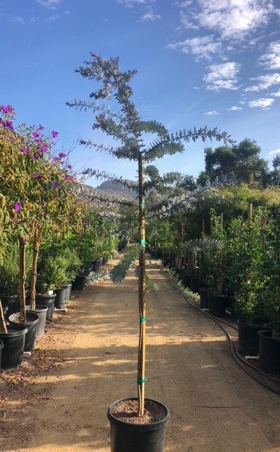 Photo for Acacia baileyana 'Purpurea' (Standard) (Purple Fernleaf Acacia)