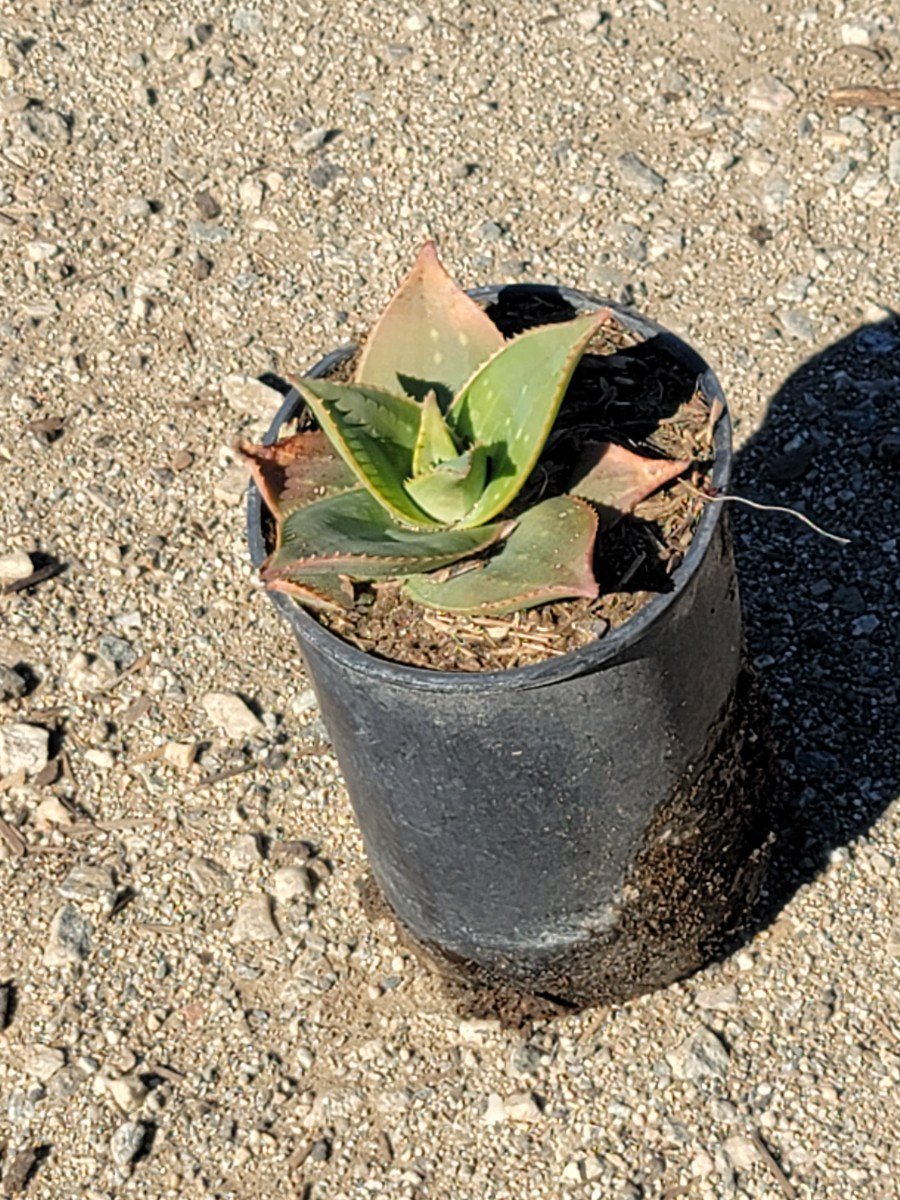 Photo for Aloe striata hyb. ‘Ghost Aloe’ (Ghost Aloe)