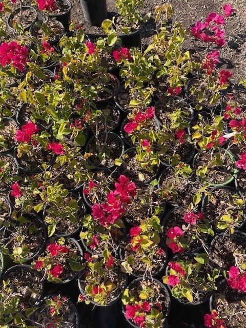 Photo for Bougainvillea arborea (Thornless Bougainvillea)