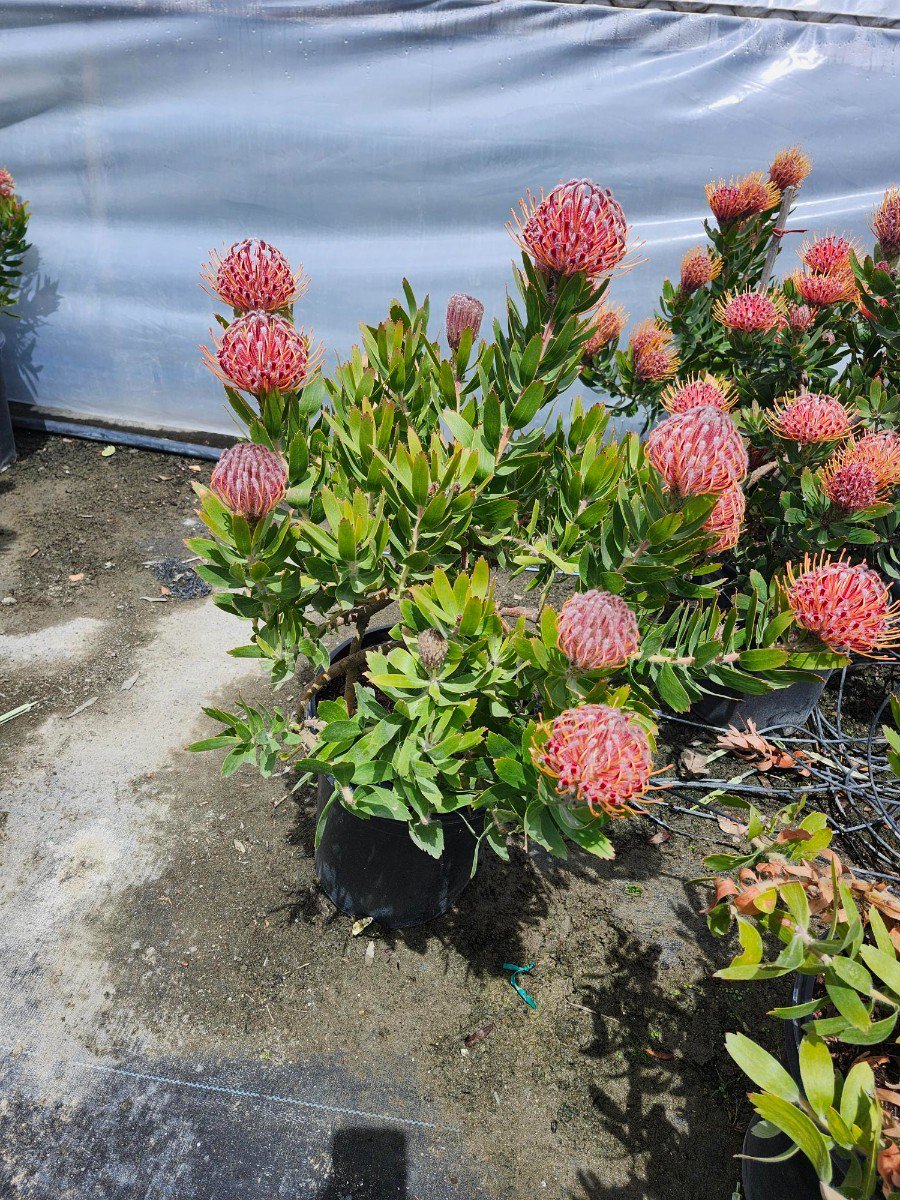 Photo for Leucospermum 'Scarlet Ribbon' (Nodding Pincushion)