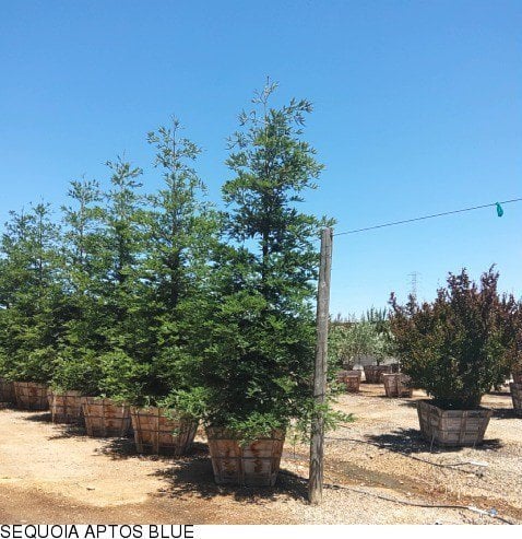 Photo for Sequoia sempervirens (Coast Redwood)