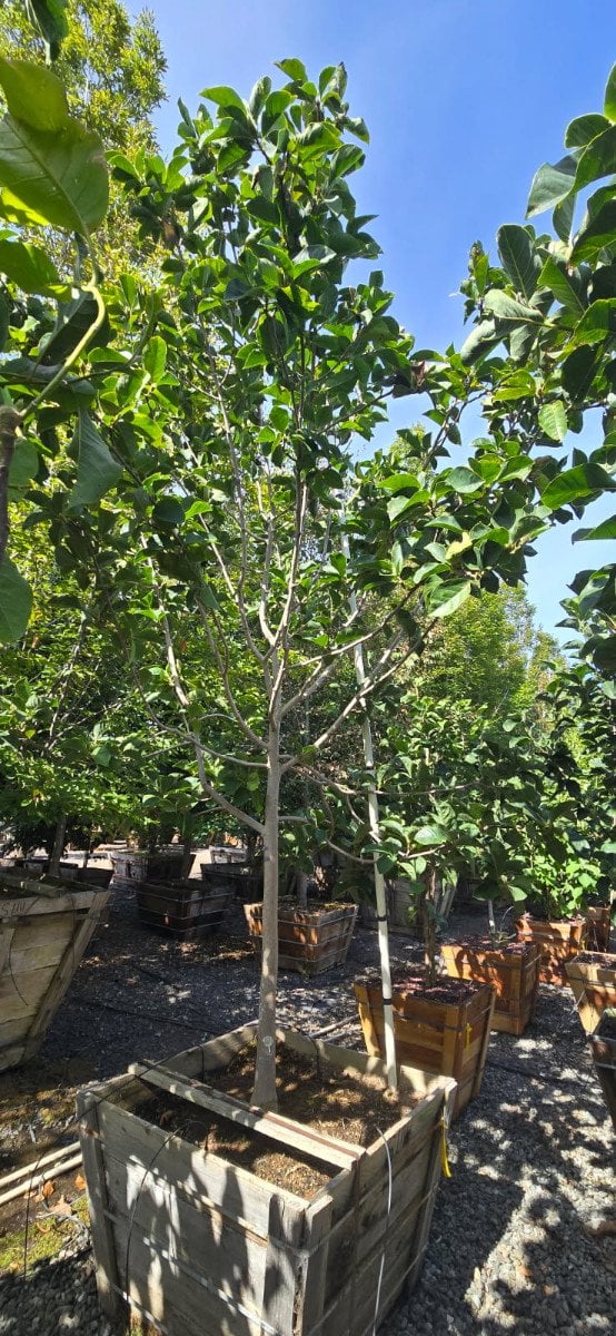 Photo for Magnolia x soulangiana 'Jurmag1' (Black Tulip Magnolia)