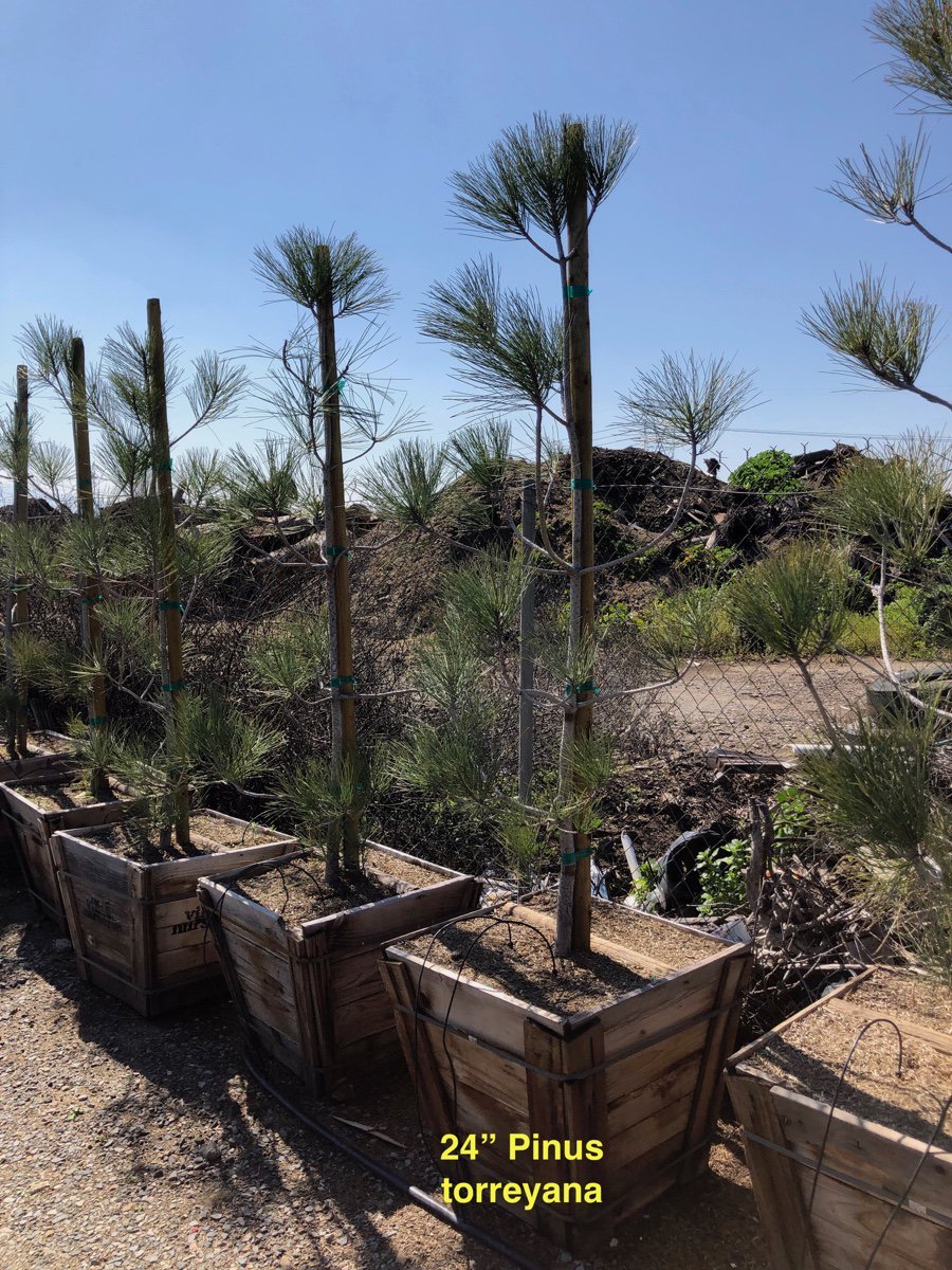 Photo for Pinus torreyana (Multi) (Torrey Pine)