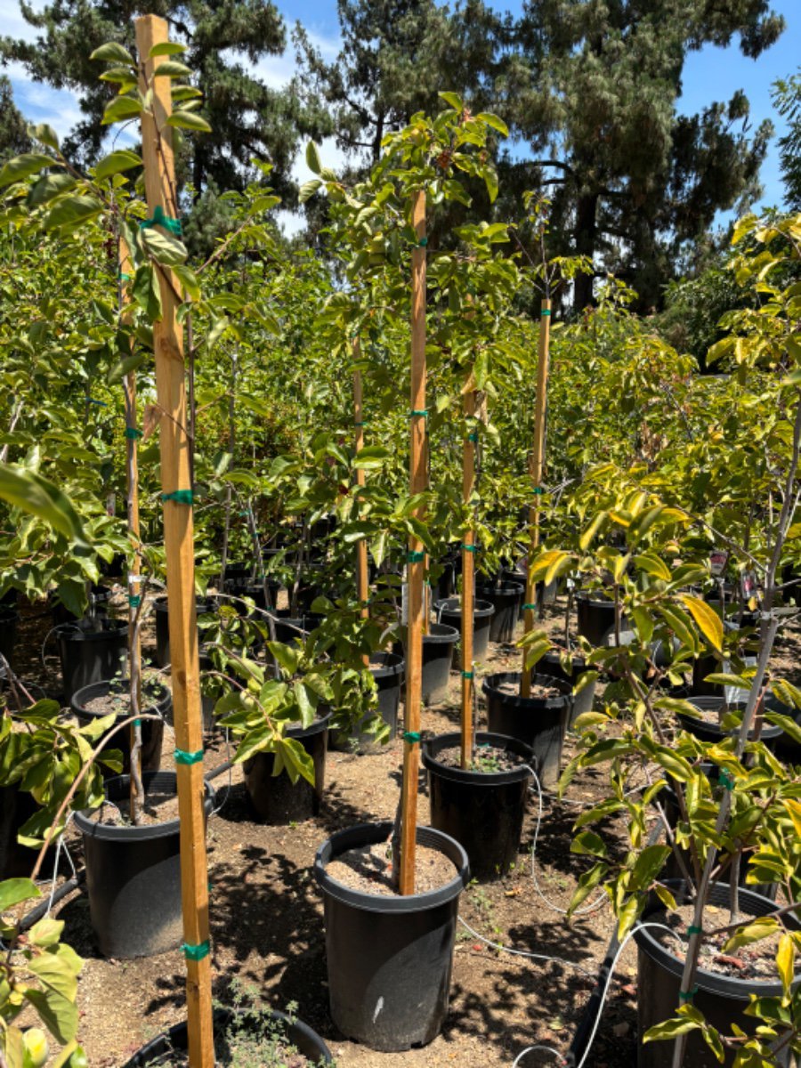 Photo for Diospyros kaki (Japanese Persimmon)