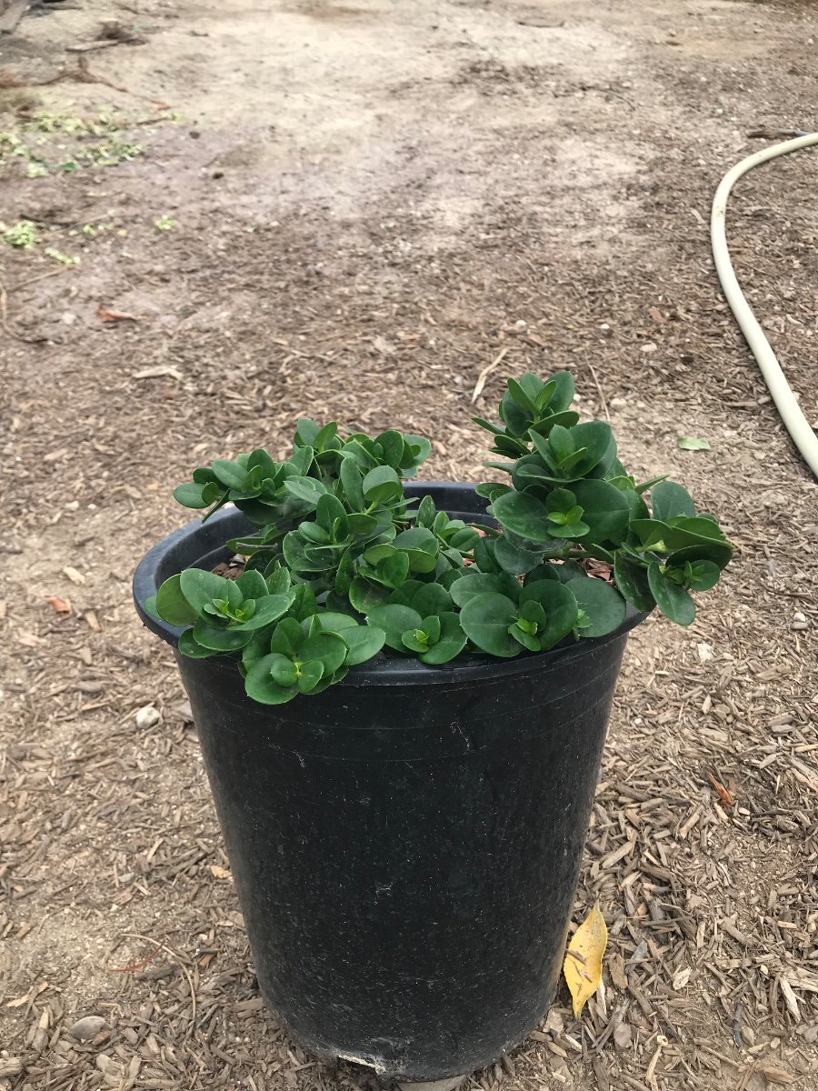 Photo for Carissa macrocarpa 'Boxwood Beauty' (Boxwood Beauty Natal Plum)
