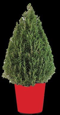 Photo for Rosmarinus officinalis (Cone Topiary) (Rosemary Cone)