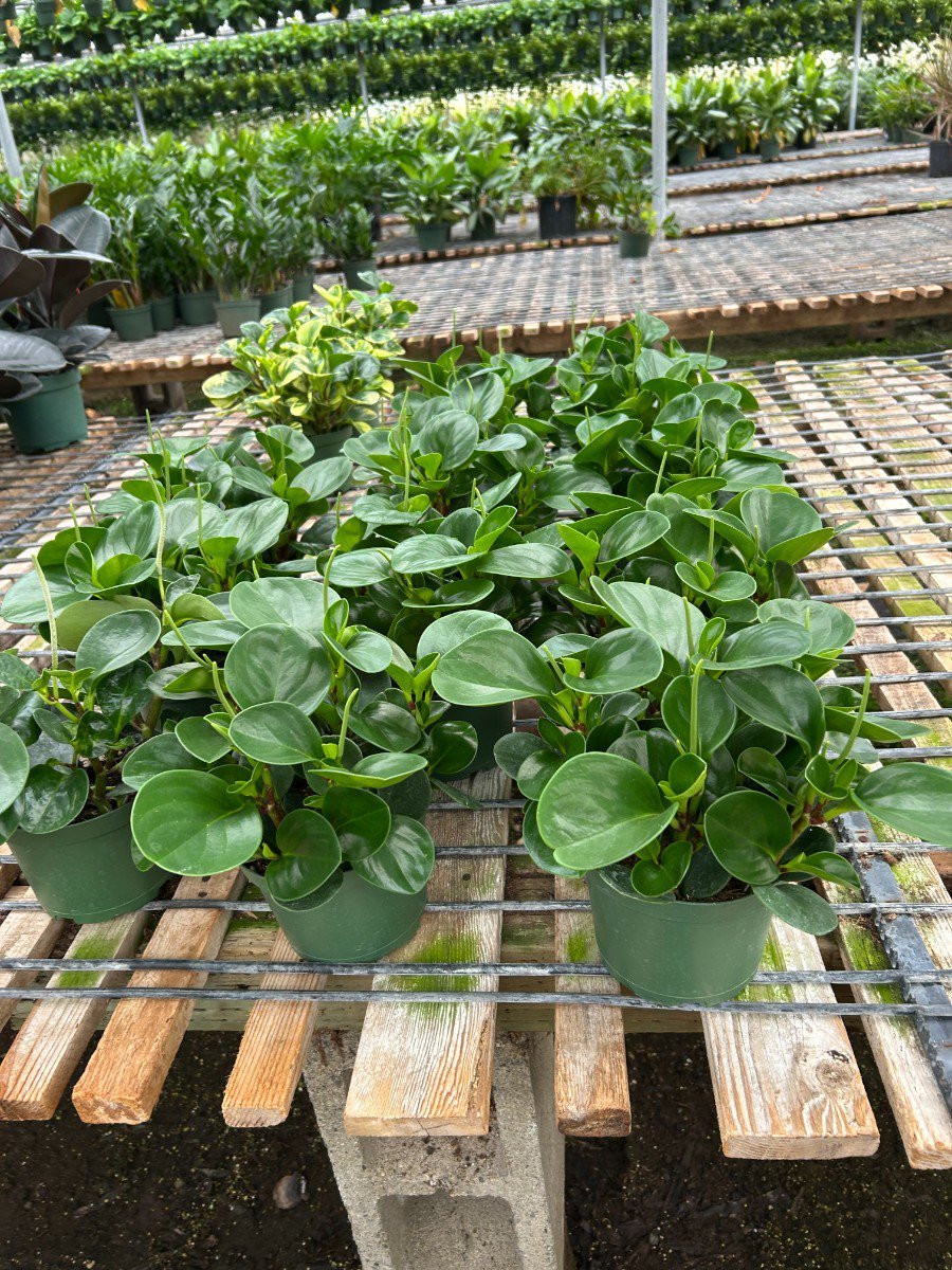 Photo for Peperomia Sp (Peperomia)