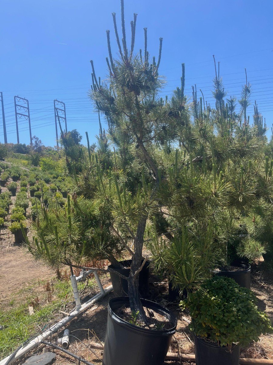 Photo for Pinus thunbergii 'Thunderhead' (Thunderhead Japanese Black Pine)