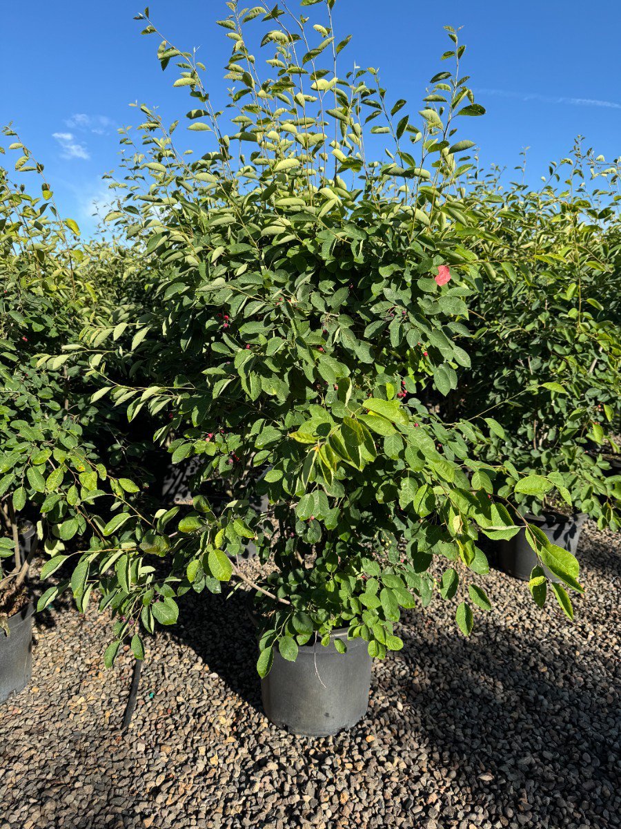 Photo for Amelanchier × grandiflora 'Autumn Brilliance' (Autumn Brilliance Apple Serviceberry)