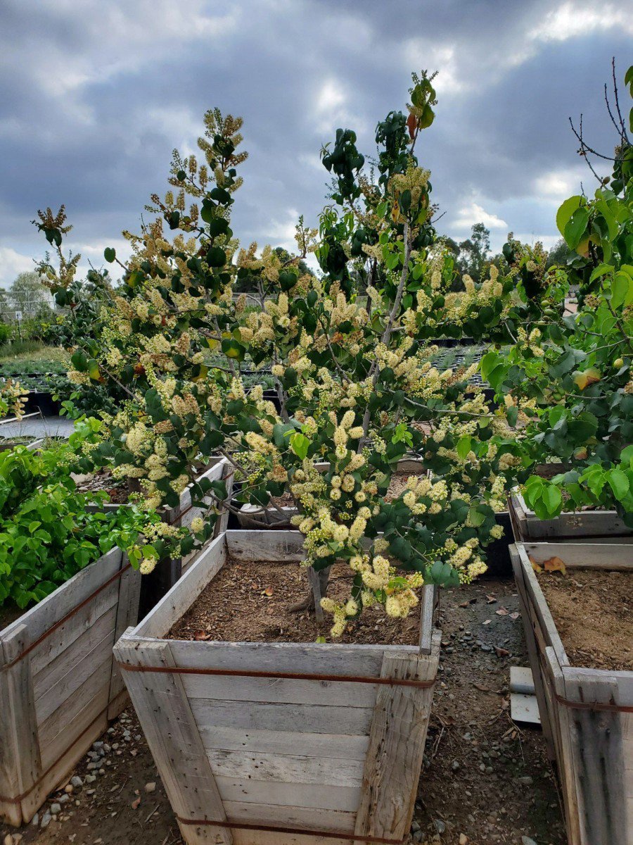 Photo for Prunus ilicifolia (Multi) (Holly-Leafed Cherry)